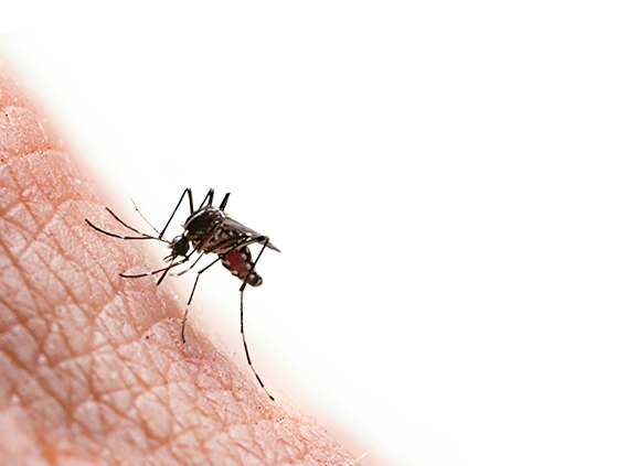 Eine Mücke auf Haut