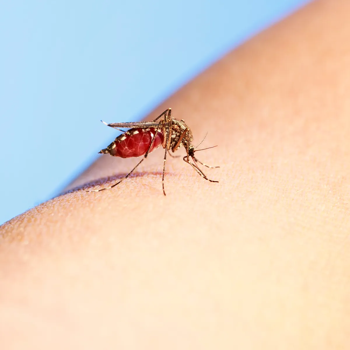 Eine Mücke auf einer Hautpartie sitzend